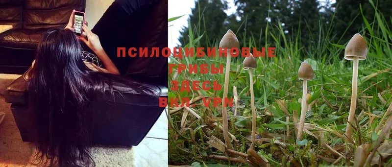 дарнет шоп  Менделеевск  Псилоцибиновые грибы MAGIC MUSHROOMS 